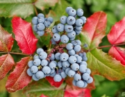 Gewöhnliche Mahonie (Mahonia aquifolium)