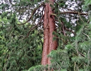 Mammutbaum