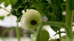 Tomaten