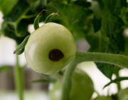 Tomaten