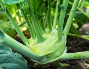 Kohlrabi