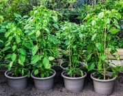 Paprika
