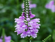 Gelenkblume