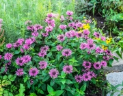 Indianernessel (Monarda didyma)