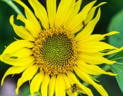 Sonnenblume (Helianthus annuus)