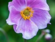 Herbst-Anemone (Anemone hupehensis)