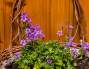 Glockenblume