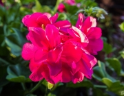 Pelargonien