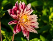 Dahlie (Dahlia)