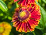 Sonnenbraut