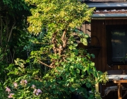 Kletter - Hortensie