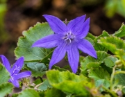 Glockenblume