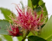 Rosengalle