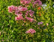 Phlox