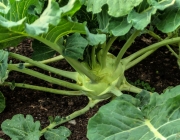 Kohlrabi