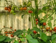 Tomaten