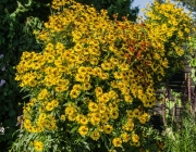 Sonnenbraut