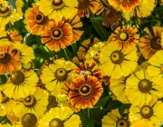 Sonnenbraut
