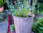 Cladon-Bartblume (Caryopteris ×clandonensis 'Heavenly Blue')