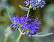 Cladon-Bartblume (Caryopteris ×clandonensis 'Heavenly Blue')