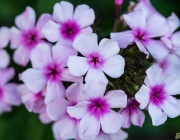 Phlox