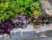 Heuchera