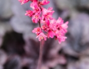 Heuchera