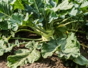 Kohlrabi