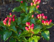 Johanniskraut (Hypericum inodorum 'Magical Red Fame')