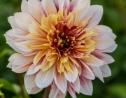 Dahlie (Dahlia)