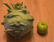 Kohlrabi