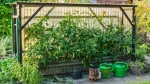 Tomatenzelt