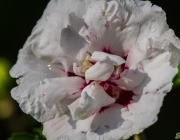 Hibiskus