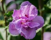 Hibiskus