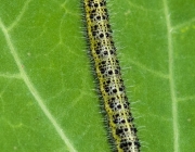 Großer Kohlweißling (Pieris brassicae)