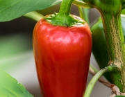 Roter Paprika