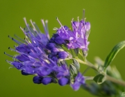 Cladon-Bartblume (Caryopteris ×clandonensis 'Heavenly Blue')