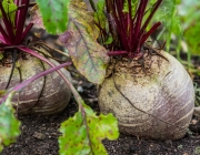 Rote Beete