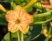 Wunderblume