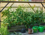Tomatenzelt