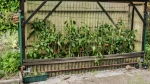 Tomatenzelt