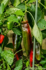 Paprika