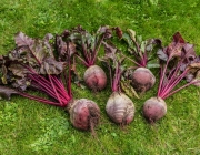 Rote Bete
