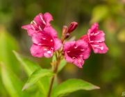 Weigelie (Weigelia 'Bristol Ruby')