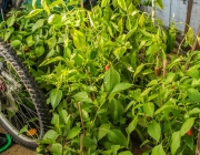 Paprika