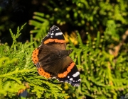 Admiral (Vanessa atalanta)