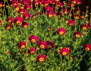 Gänseblümchen