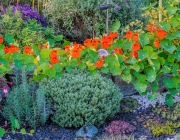 Große Kapuzinerkresse (Tropaeolum majus)