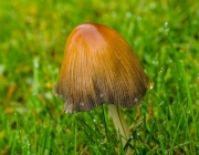 Gemeiner Glimmertintling (Coprinellus micaceus, Syn. Coprinus micaceus)