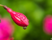 Fuchsie (Fuchsia)